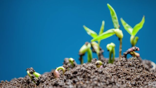 The growth of young green plants Timelapse and blue background
