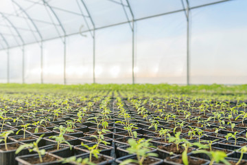 Young plants growing in a greenhouse