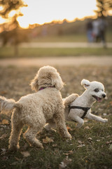 Two miniature poodles playing in the grass, sunset light shining on them