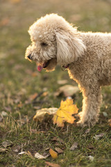Cute little miniature poodle, cream white color, enjoying the day out in the park, lit by golden sunset light