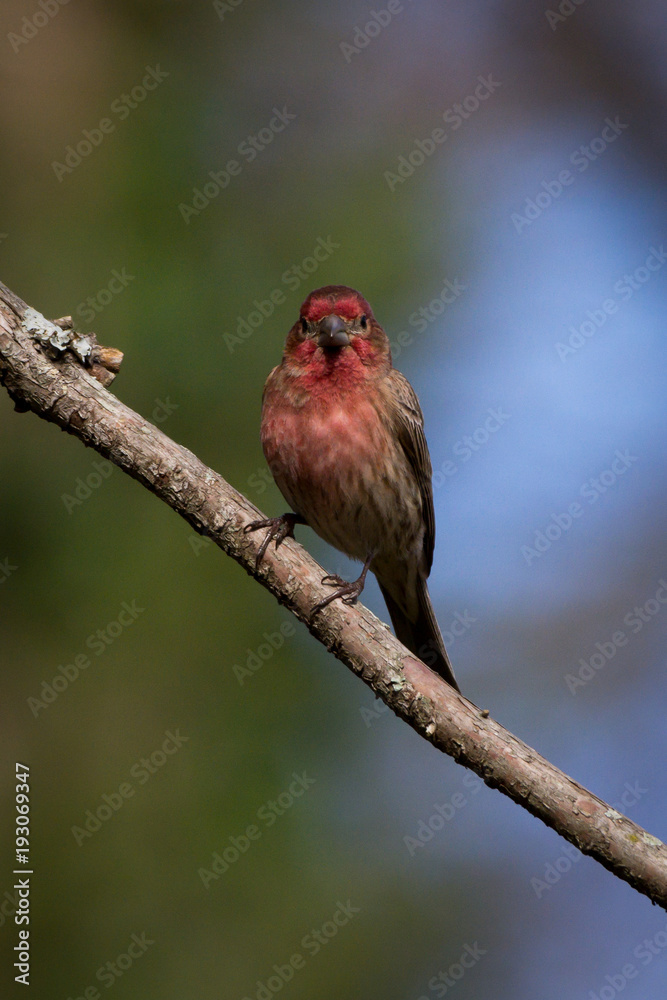 Wall mural Male House Finch