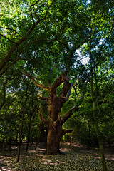ARBOL, PLANTA, PAISAJE DE BOSQUE, ARBOL DE LA VIDA