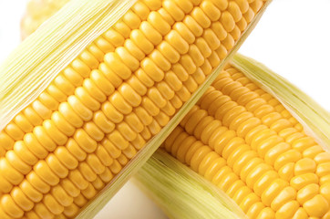 closeup of ripe corn skin on the cob on white background.