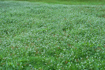 white and green flower field background