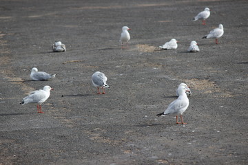 Seagulls