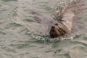 Sea Lion Swimming in the Ocean