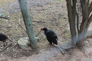 Pukeko