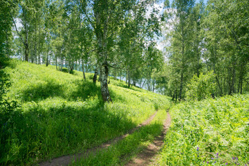 Obraz premium path way to lake in birch forest