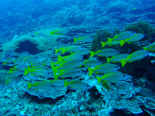 Fototapeta na wymiar Fish underwater at Similan Marine National park