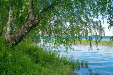 Fototapeta na wymiar birch on lake shore