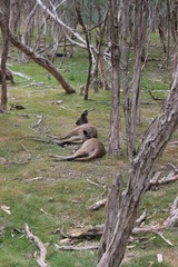 Forest with Kangroos