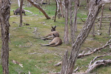 Forest with Kangroos