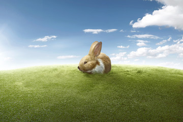 Funny rabbit on the green lawn