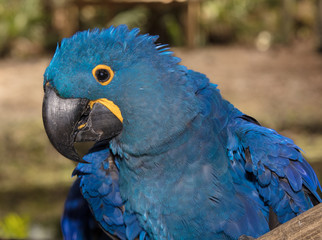 vibrant blue macaw gets clos eup