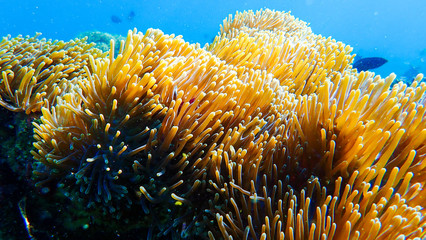 Naklejka na ściany i meble Beautiful coral reef in underwater