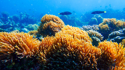 Beautiful coral reef and tropical fish underwater