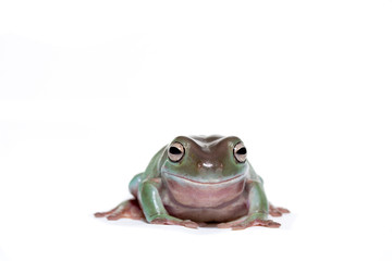 Male white's tree frog on white looking straight ahead