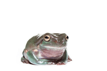 Male white's tree frog sitting up
