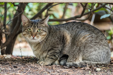 wild cat resting under the bench in the park looking at you