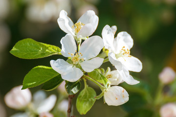 Fototapeta premium Flowers of apple-tree