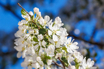 Flowers of garden apple tree