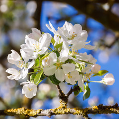 Inflorescence of apple flowers