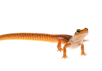 Female long-tailed salamander_looking head on