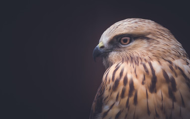 hawk
