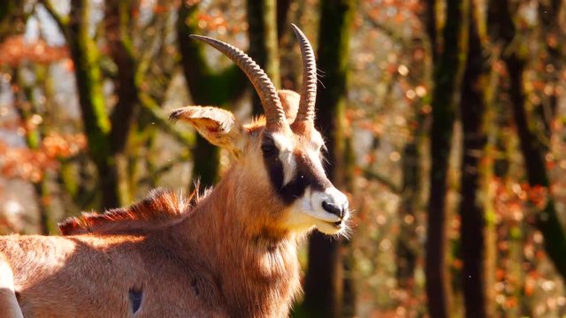 The roan antelope is a savanna antelope , most graceful specimens from Africa, all of which can be seen for trip to South Africa.