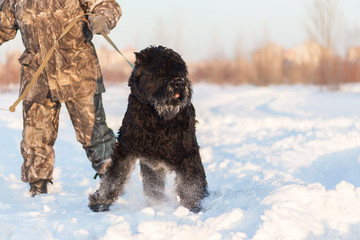 black riesenschnauzer dog with his master on a walk on winter snowy day