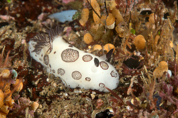 Jorunna funebris nudibranch crawling on sea bottom of Bali