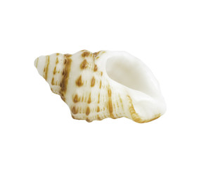 Conch shall isolated on white