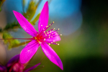 Australian Flower