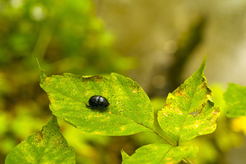 black geotrupes stercorarius beetle on green leaf