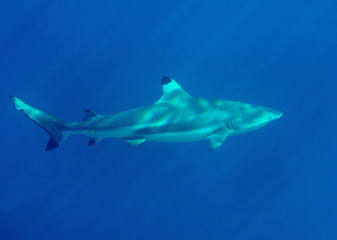 Blacktip reef shark (Carcharhinus melanopterus) swimming underwater, Bali, Indonesia