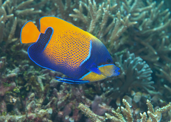 Blueface or yellowface angelfish (  Pomacanthus xanthometopon ) swimming over corals of Bali, Indonesia