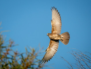Brown Falcon in Flight