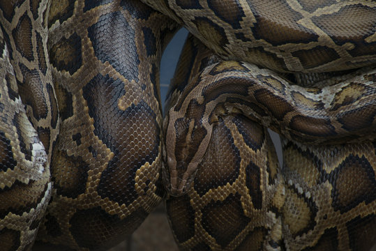 Background photo of python snake skin in dark tone.