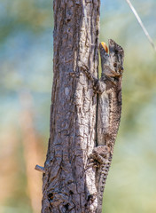 Tree Dragon