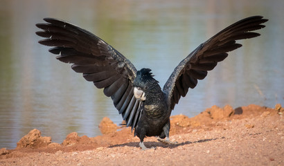 Red-tailed Black Cockatoo