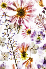 dry flowers on the white background