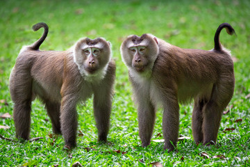 Pig-tailed Macaque.