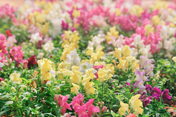 Scenic colorful snapdragon flowers (antirrhinum) in garden