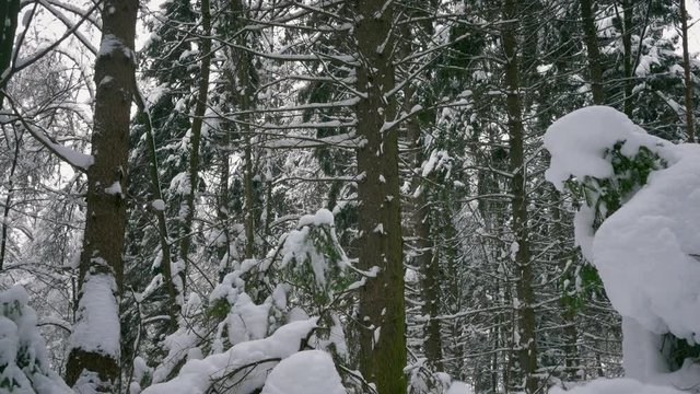 winter forest, trees in the snow, light snow falls