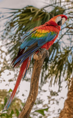 colorful parrot can see you