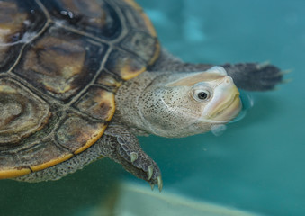 terrapin turtle swims to you