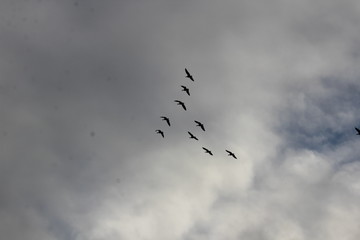 Wildenten an der Nordsee