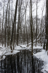 Beautiful flooded forest in winter time.