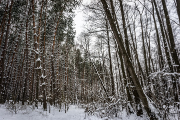 Pine trees in winter forest