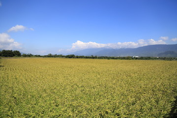 The beauty of the farmland in Guan Shan, Taitung Taiwan
